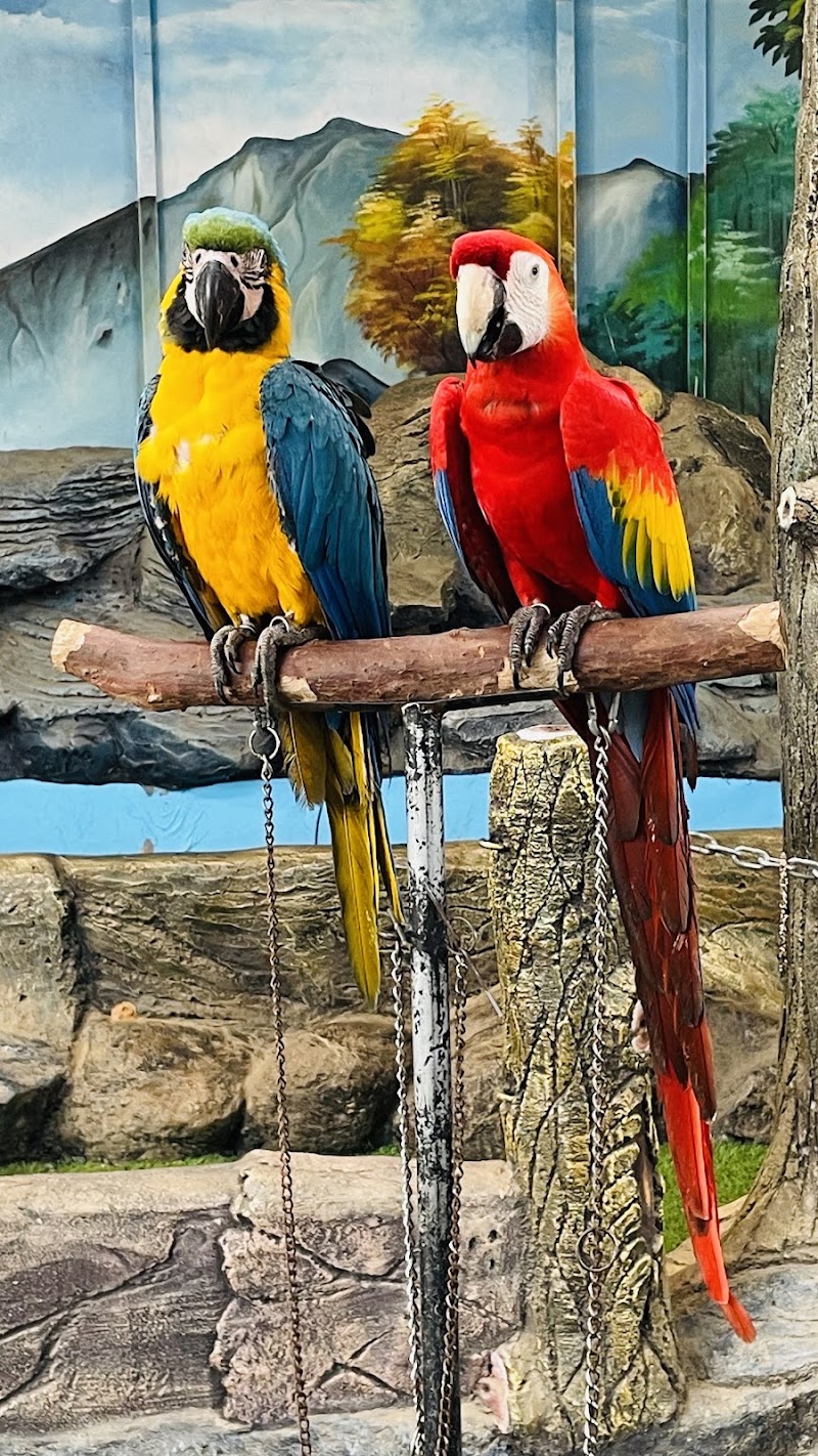 Petspark miniooty