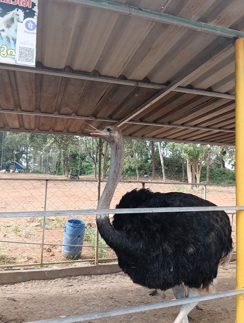 Petspark miniooty