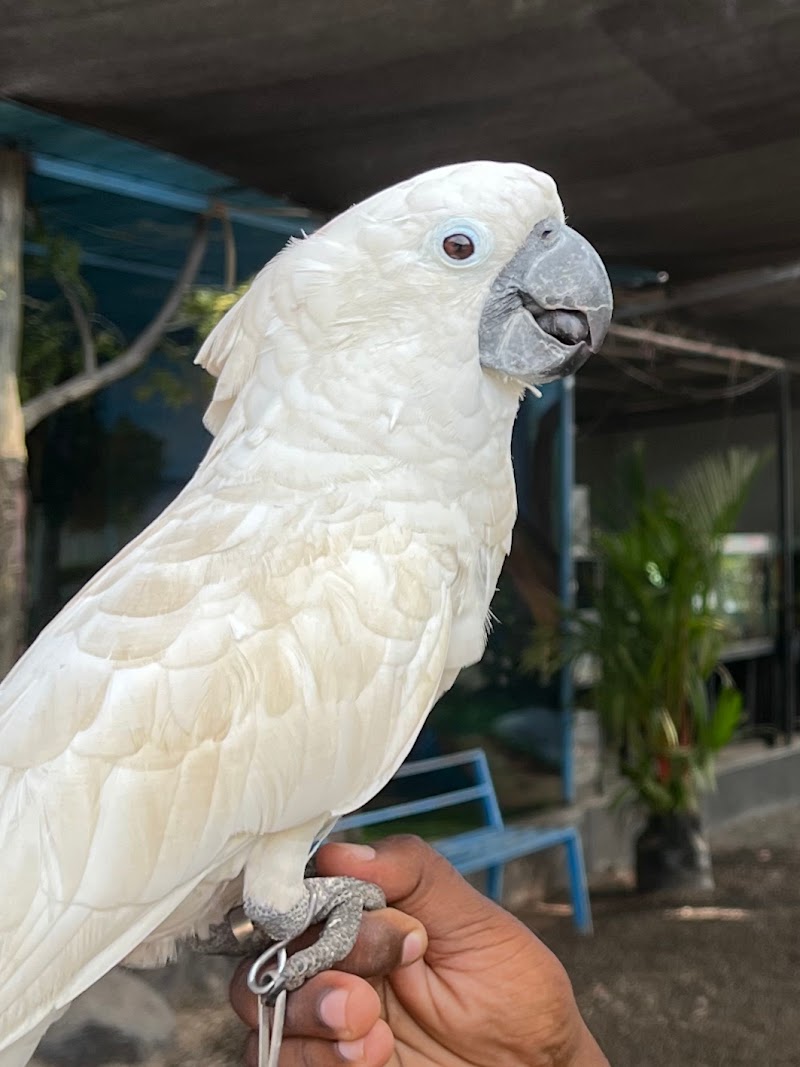 Petspark miniooty