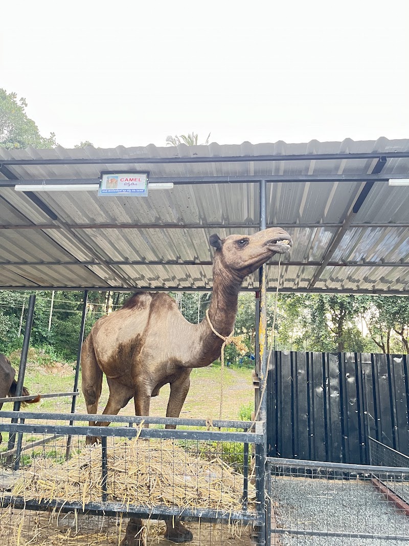 Petspark miniooty